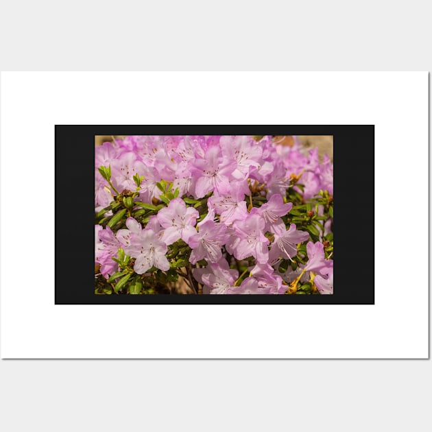 Pink Lilac Rhododendron Flowers Wall Art by jojobob